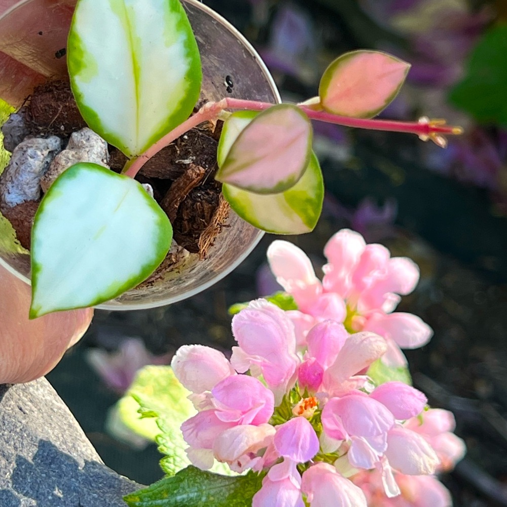 Hoya Heuschkeliana Variegated
•reserved for @katiemaggie•